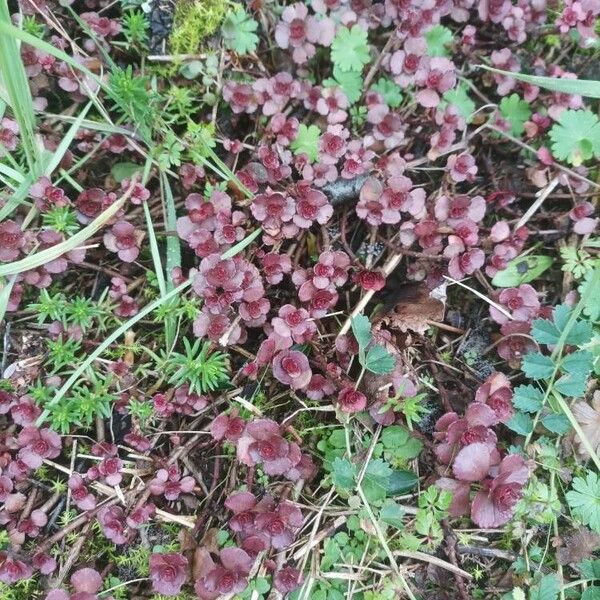 Caucasian stonecrop (Phedimus spurius)