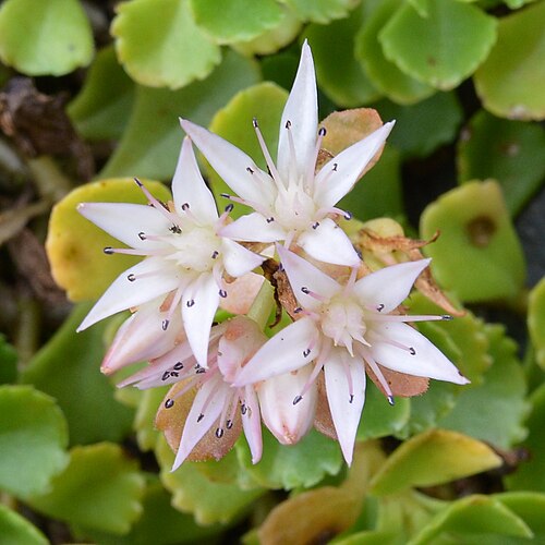 Caucasian stonecrop: Caucasian Stonecrop ( Phedimus spurius ) in Oslo, Norway.