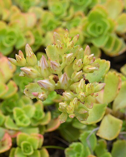 Caucasian stonecrop: Caucasian Stonecrop ( Phedimus spurius ) in Oslo, Norway.