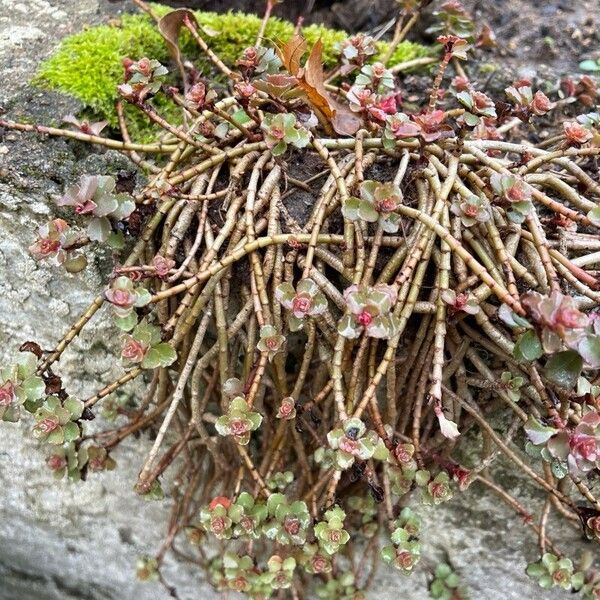 Caucasian stonecrop (Phedimus spurius)