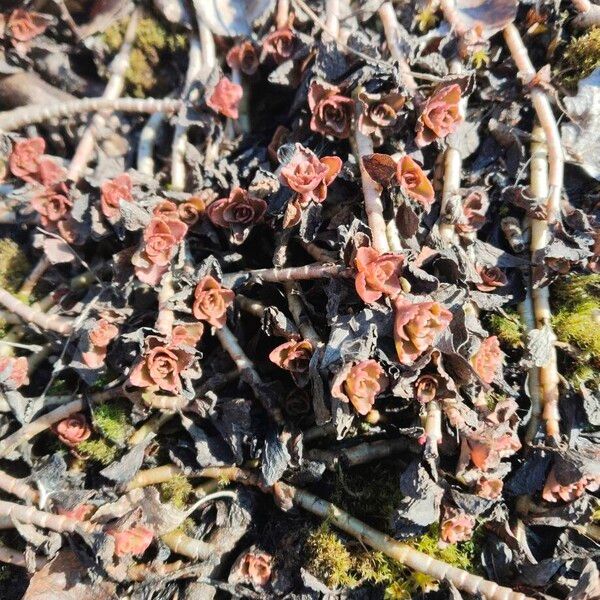 Caucasian stonecrop (Phedimus spurius)