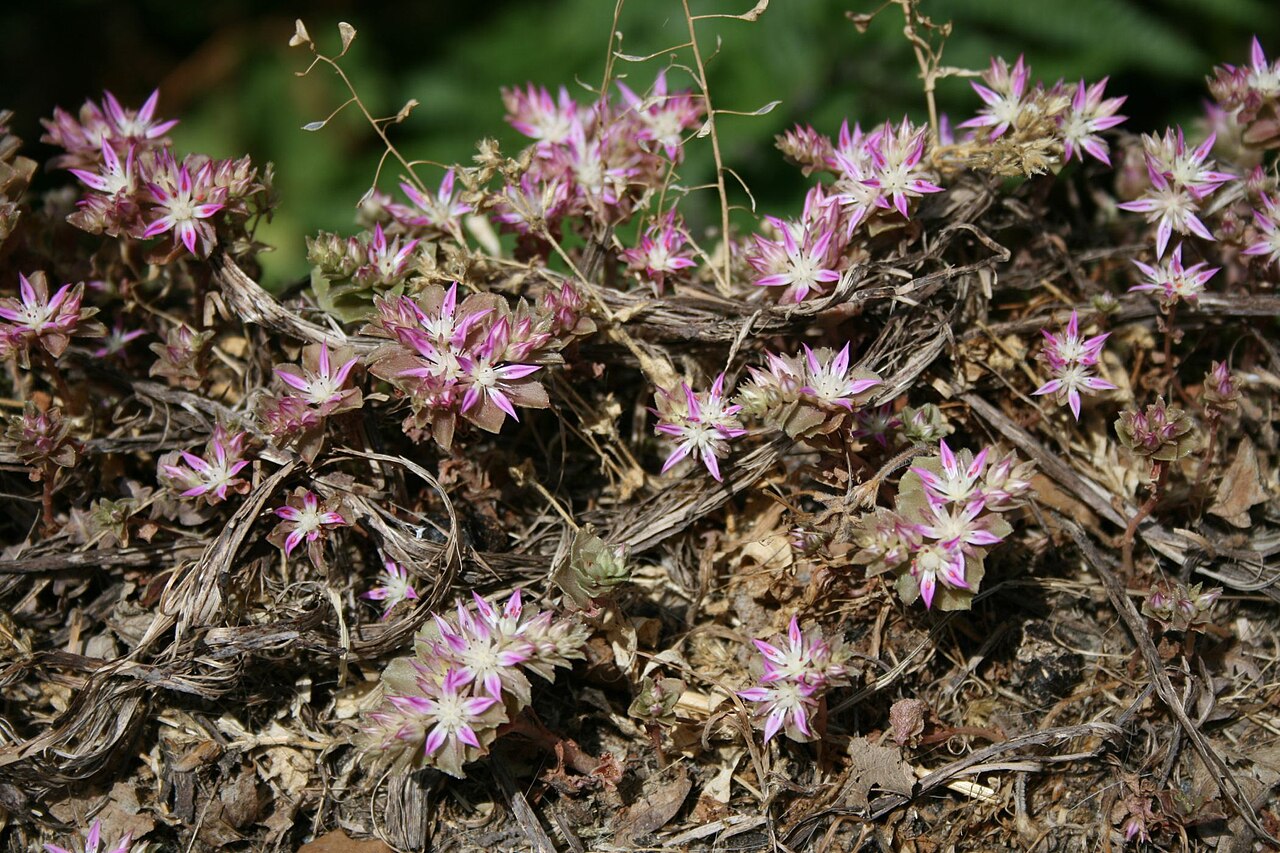 Phedimus stellatus: Phedimus stellatus (= Sedum stellatum ), Dickblattgewächse (Crassulaceae) - Italien/Italia/Italy: Kalabrien/Calabria, Prov. Reggio Calabria, Aspromonte, bei San