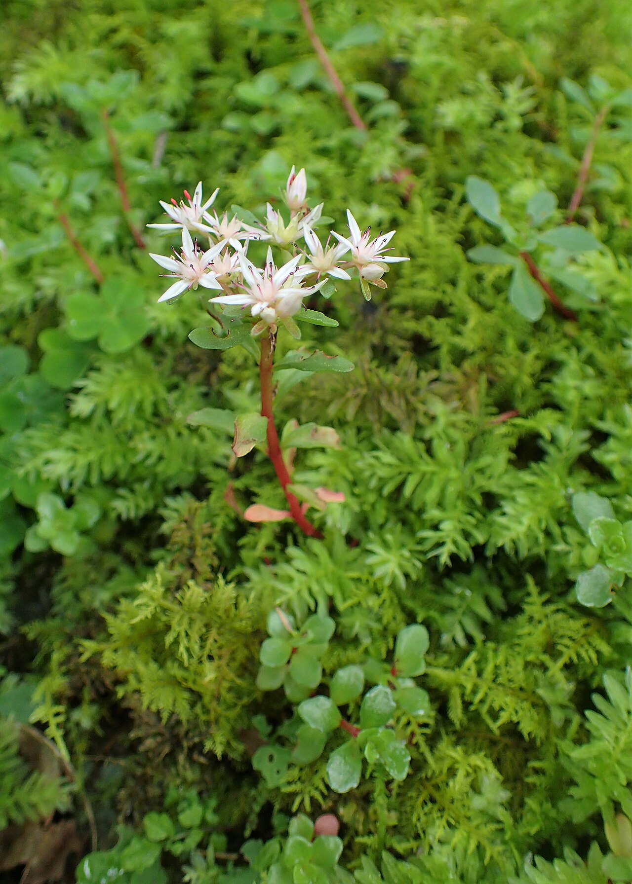 Phedimus stoloniferus: Phedimus stoloniferus in Mtirala Chakvistavi, Georgia
