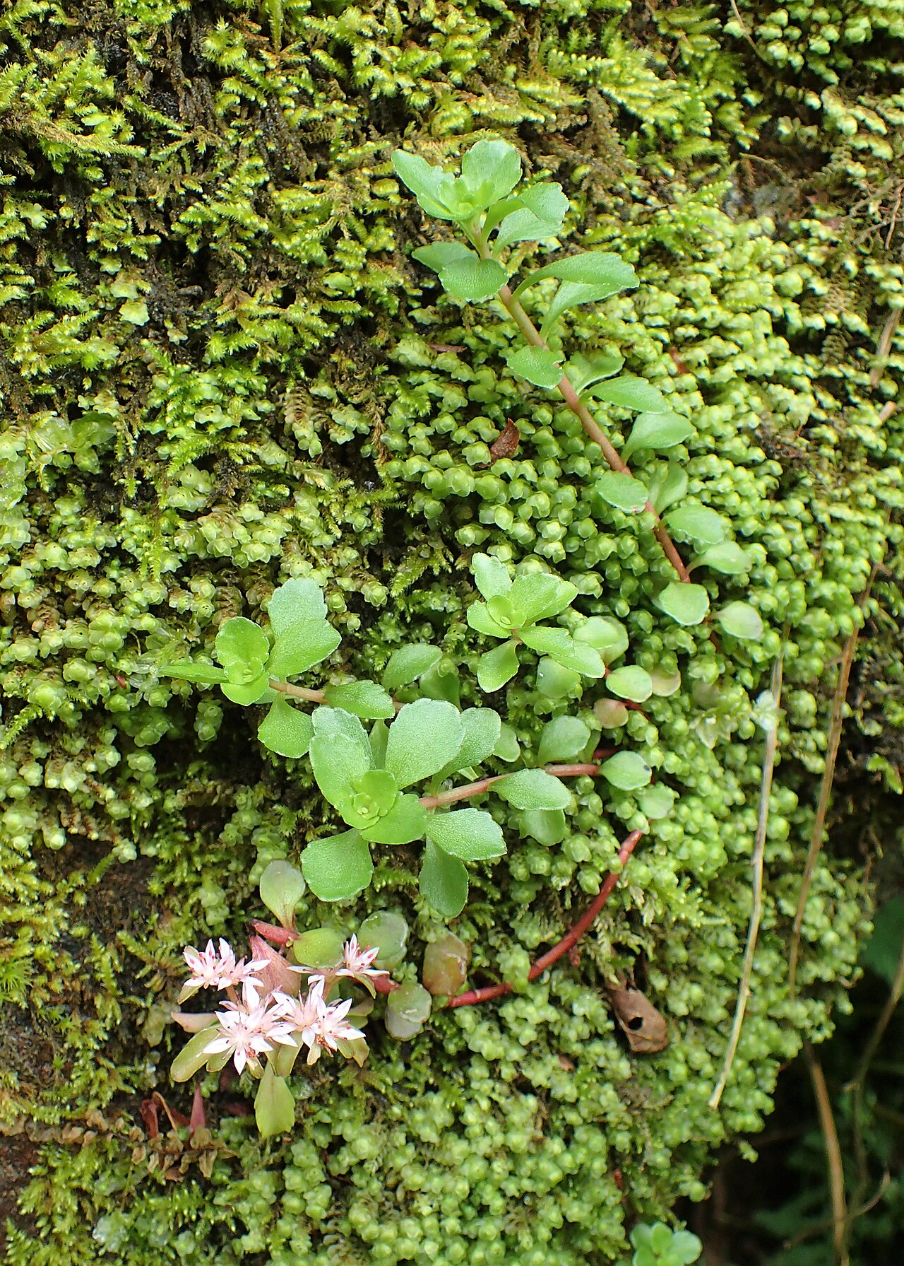 Phedimus stoloniferus: Phedimus stoloniferus in Mtirala Chakvistavi, Georgia