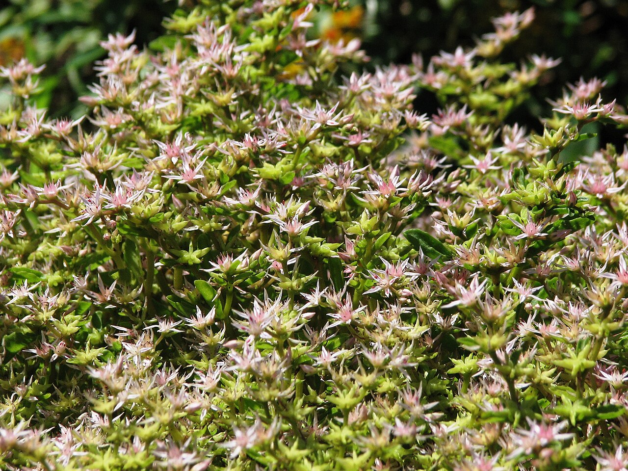 Phedimus stoloniferus: Sedum stoloniferum. From the collection of the Main Botanical Garden of Academy of Sciences in Moscow (perennials plot).