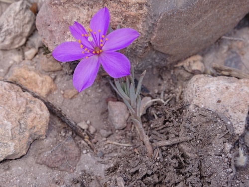 Dwarf fameflower (Phemeranthus brevicaulis)