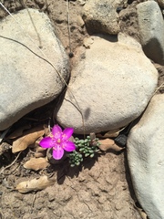 Dwarf fameflower (Phemeranthus brevicaulis)