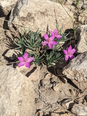 Dwarf fameflower (Phemeranthus brevicaulis)