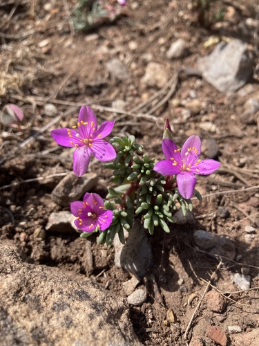 Dwarf fameflower (Phemeranthus brevicaulis)