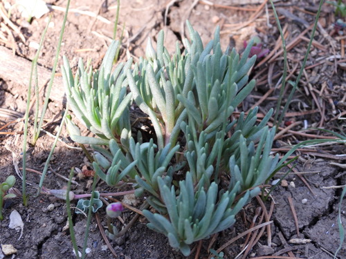 Dwarf fameflower (Phemeranthus brevicaulis)
