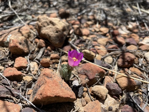 Dwarf fameflower (Phemeranthus brevicaulis)