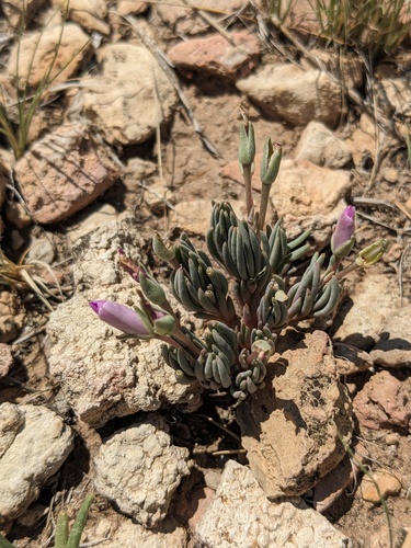 Dwarf fameflower (Phemeranthus brevicaulis)