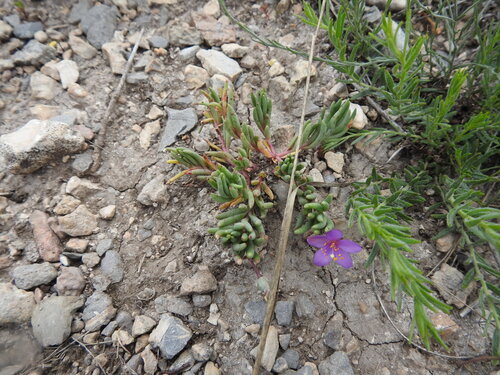 Dwarf fameflower (Phemeranthus brevicaulis)