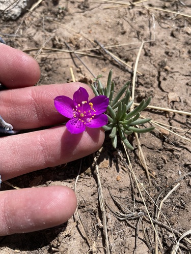 Dwarf fameflower (Phemeranthus brevicaulis)