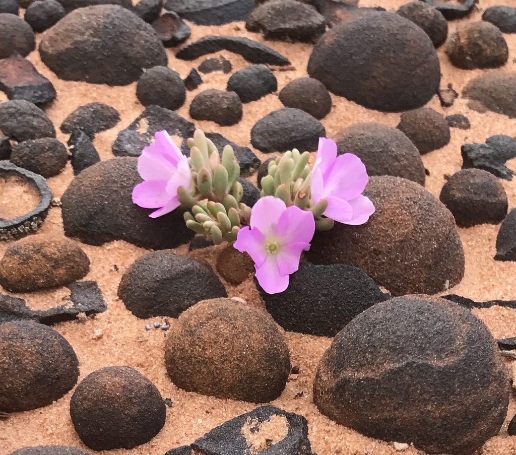 Pygmy fameflower (Phemeranthus brevifolius)