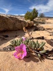 Pygmy fameflower (Phemeranthus brevifolius)