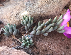 Pygmy fameflower (Phemeranthus brevifolius)