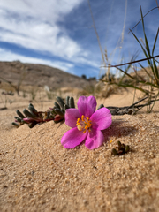 Pygmy fameflower (Phemeranthus brevifolius)