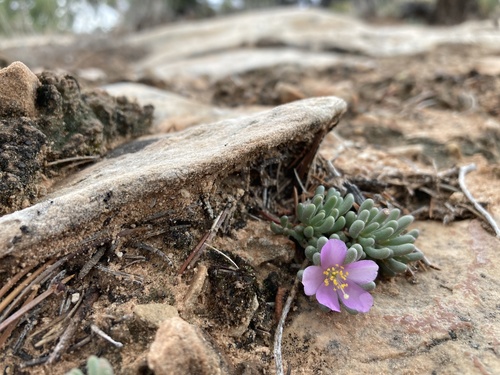 Pygmy fameflower (Phemeranthus brevifolius)