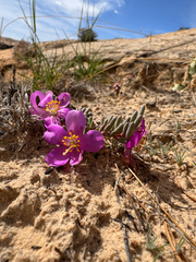 Pygmy fameflower (Phemeranthus brevifolius)