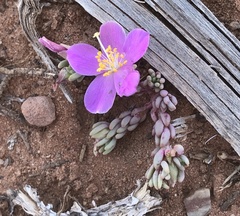 Pygmy fameflower (Phemeranthus brevifolius)