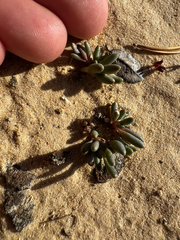 Pygmy fameflower (Phemeranthus brevifolius)