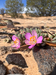 Pygmy fameflower (Phemeranthus brevifolius)