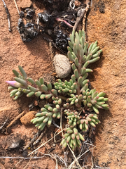 Pygmy fameflower (Phemeranthus brevifolius)