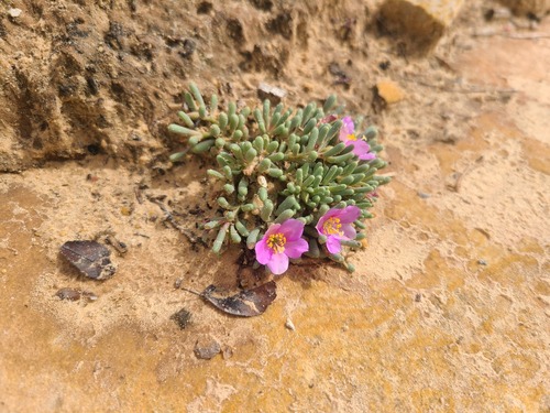 Pygmy fameflower (Phemeranthus brevifolius)