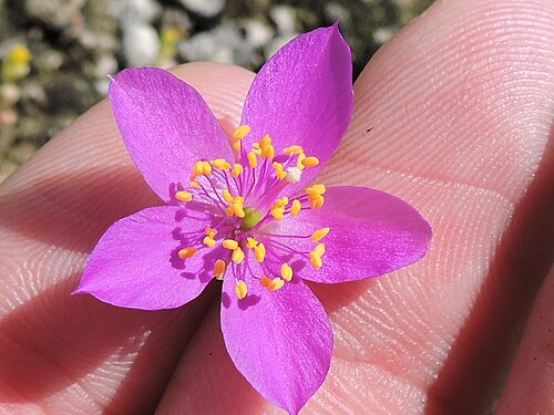 Limestone fameflower: Limestone fameflower ( Phemeranthus calcaricus ) in the United States