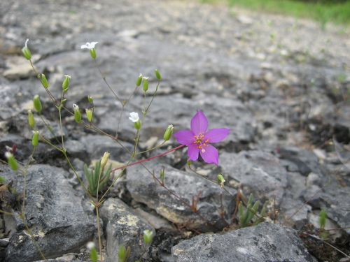 Limestone fameflower (Phemeranthus calcaricus)