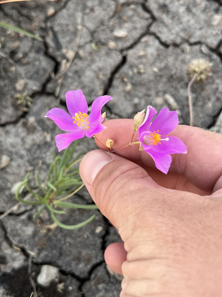 Limestone fameflower (Phemeranthus calcaricus)