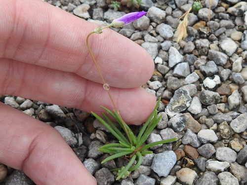 Limestone fameflower (Phemeranthus calcaricus)