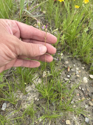 Limestone fameflower (Phemeranthus calcaricus)