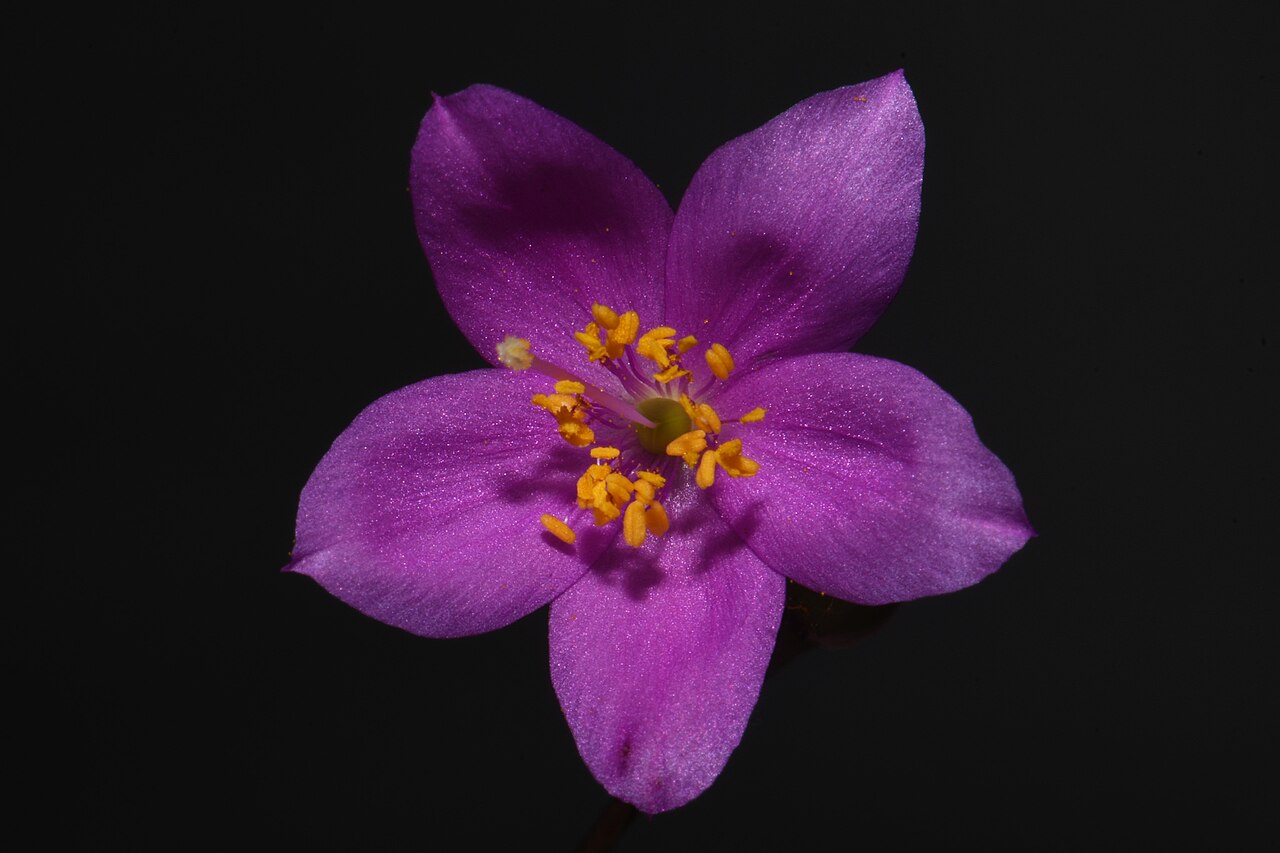 Limestone fameflower: Limestone fameflower ( Phemeranthus calcaricus ) in the United States