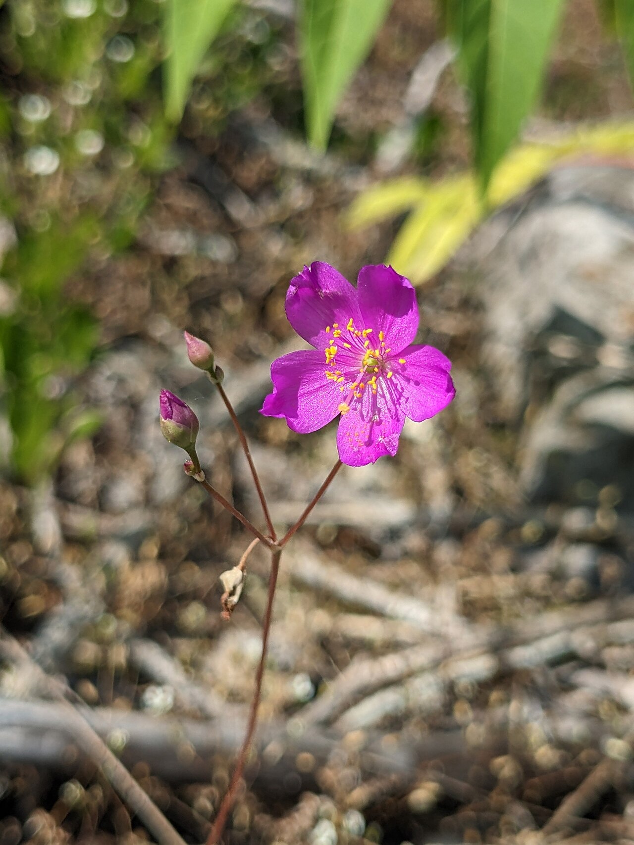 Limestone fameflower: Limestone fameflower ( Phemeranthus calcaricus ) in the United States