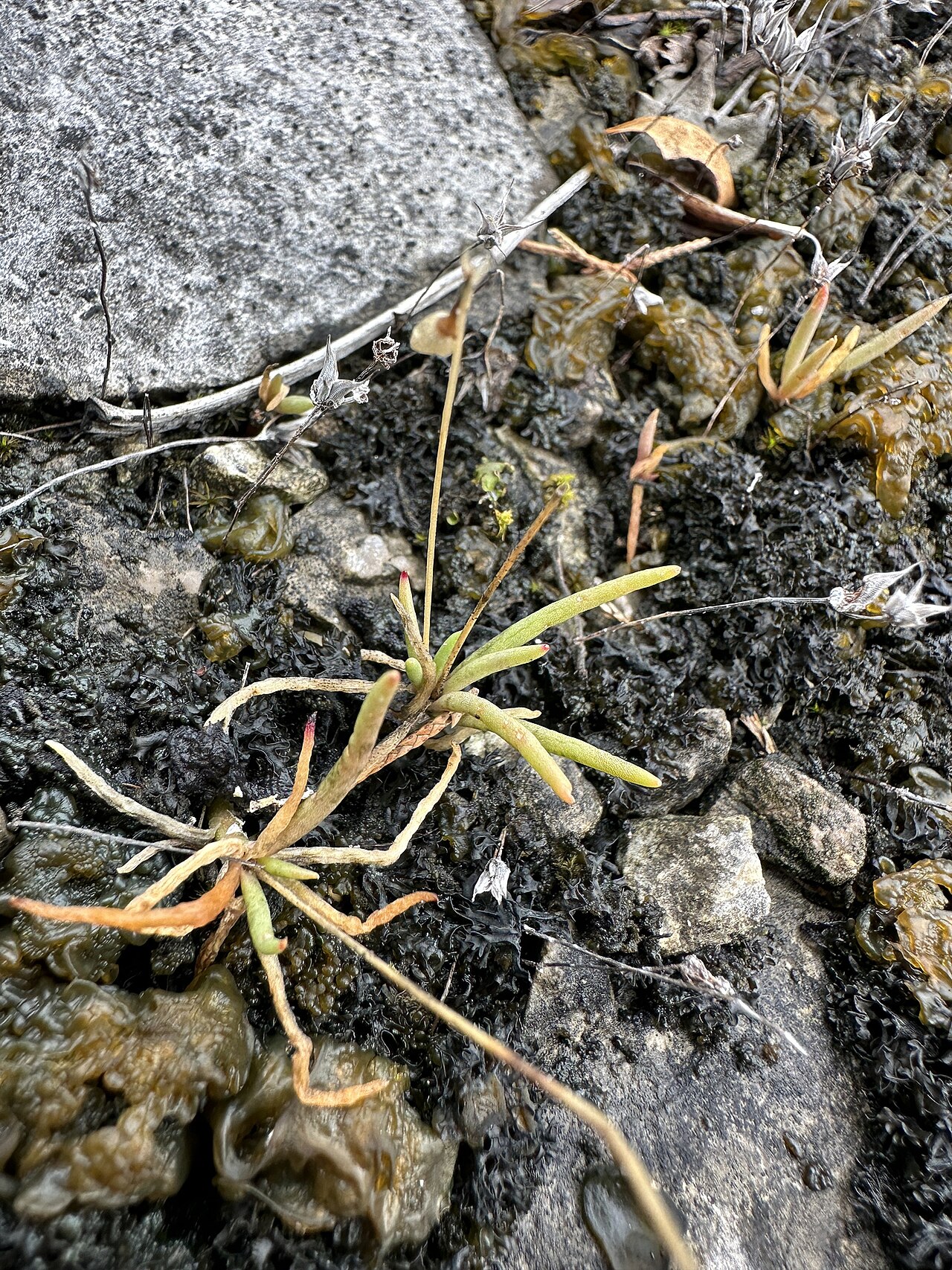 Limestone fameflower: Limestone fameflower ( Phemeranthus calcaricus ) in the United States