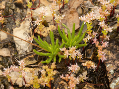 Limestone fameflower (Phemeranthus calcaricus)