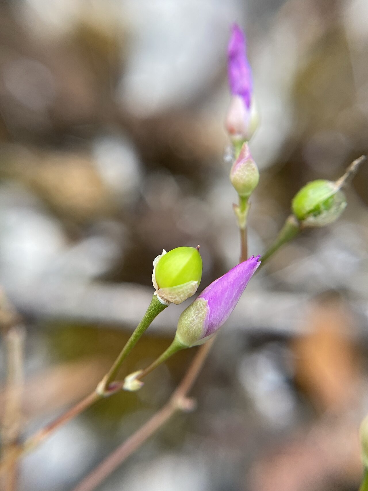 Limestone fameflower: Limestone fameflower ( Phemeranthus calcaricus ) in the United States