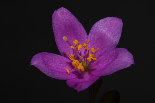 Limestone fameflower (Phemeranthus calcaricus)