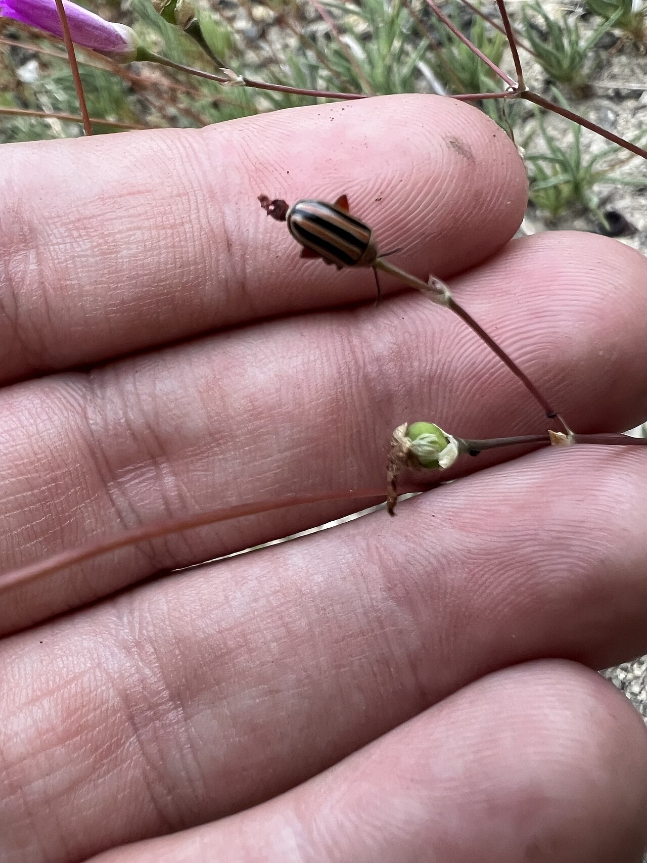 Limestone fameflower: Limestone fameflower ( Phemeranthus calcaricus ) in the United States
