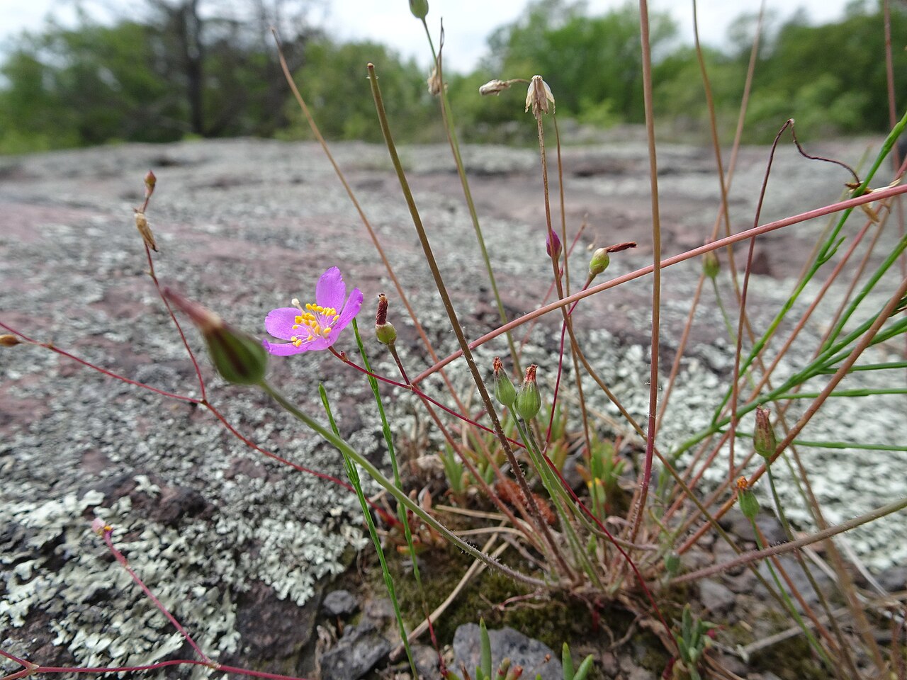 Largeflower fameflower: Large-flowered fameflower ( Phemeranthus calycinus ) in the United States