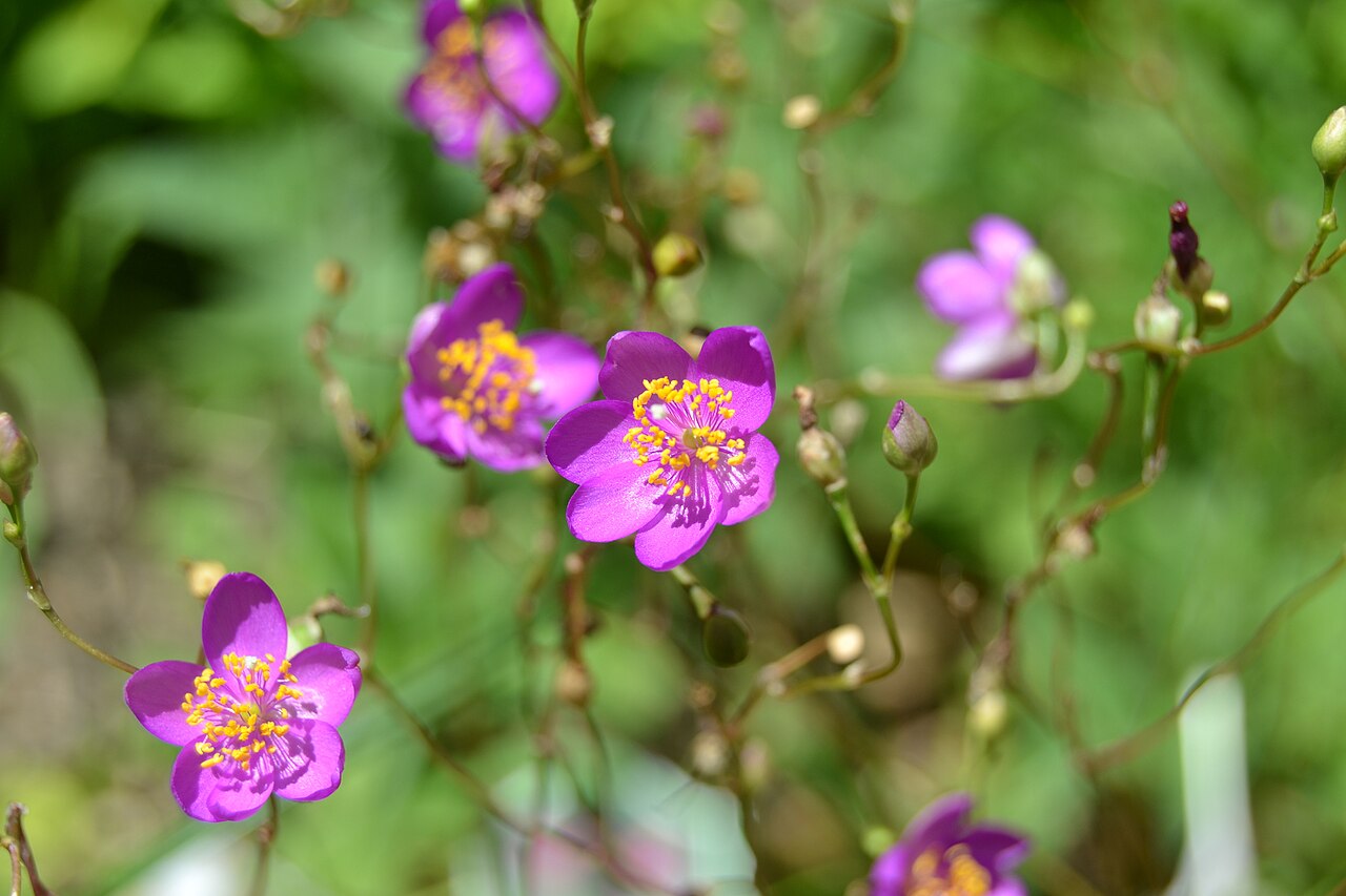 Largeflower fameflower: Large-flowered fameflower ( Phemeranthus calycinus ) in the United States