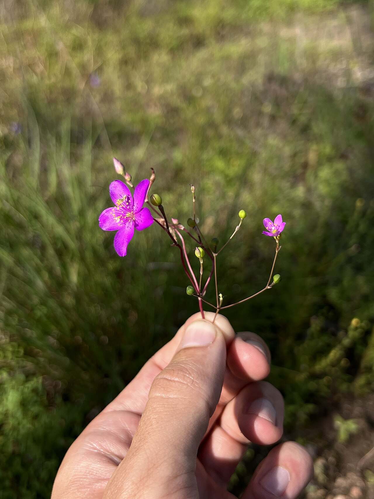 Largeflower fameflower: Large-flowered fameflower ( Phemeranthus calycinus ) in the United States