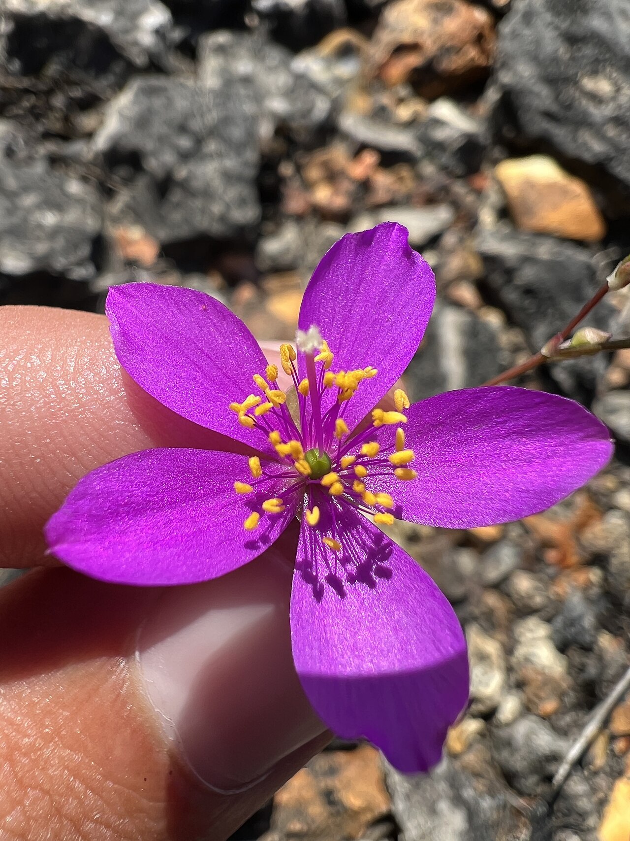 Largeflower fameflower: Large-flowered fameflower ( Phemeranthus calycinus ) in the United States