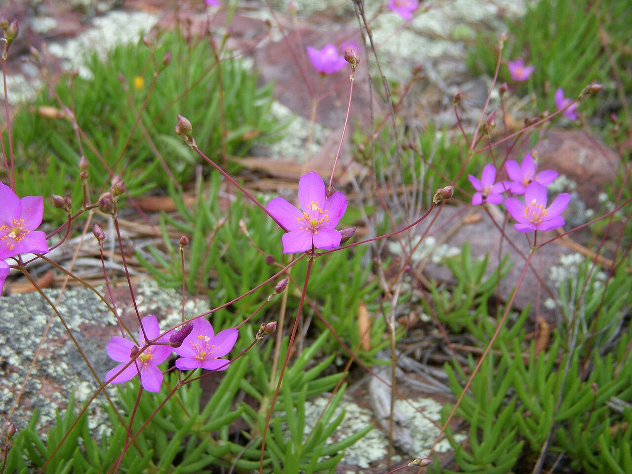 Largeflower fameflower: Talinum calycinum (Largeflower, Fameflower) Carter co MO May 2009.