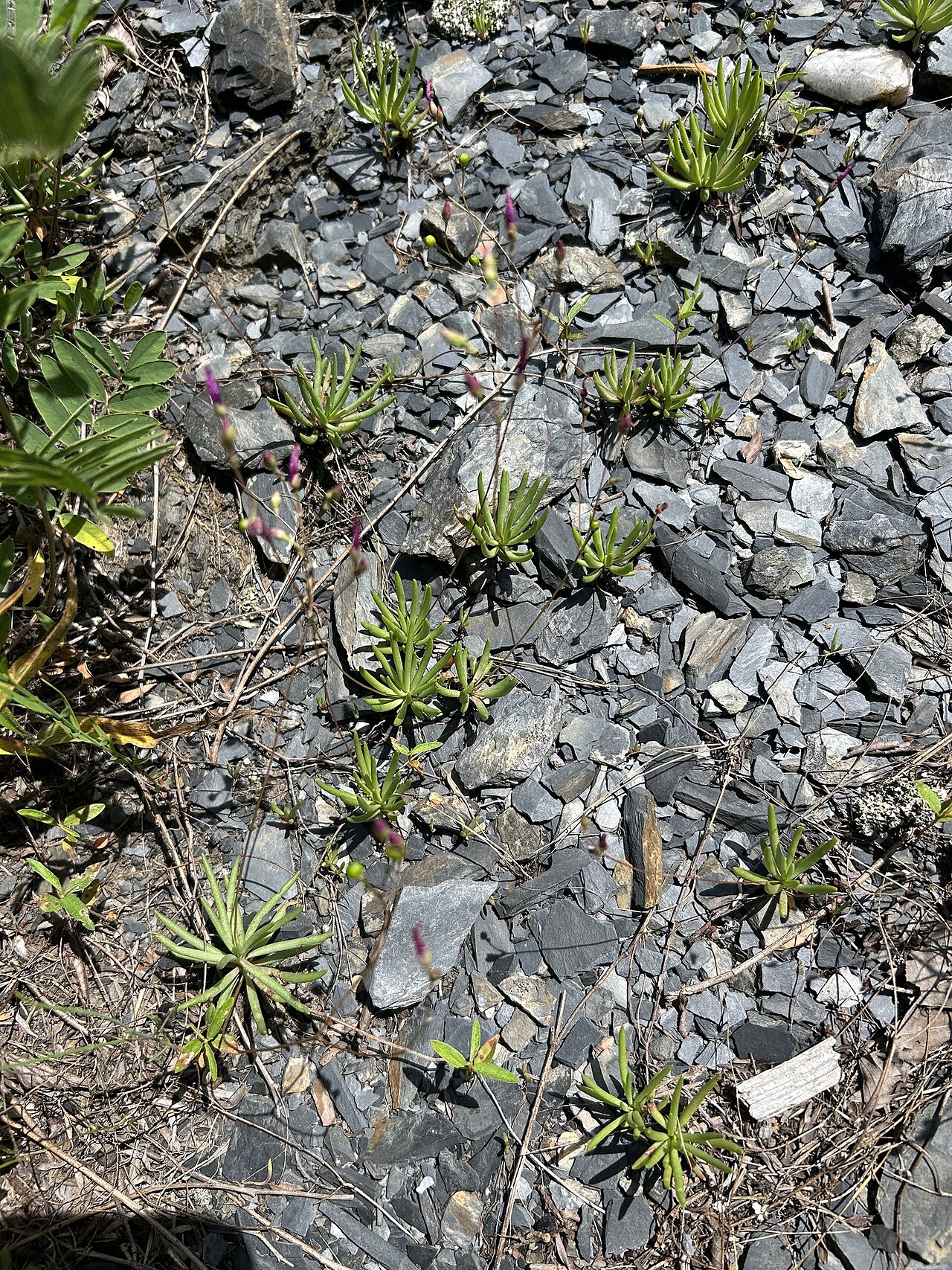 Largeflower fameflower: Large-flowered fameflower ( Phemeranthus calycinus ) in the United States