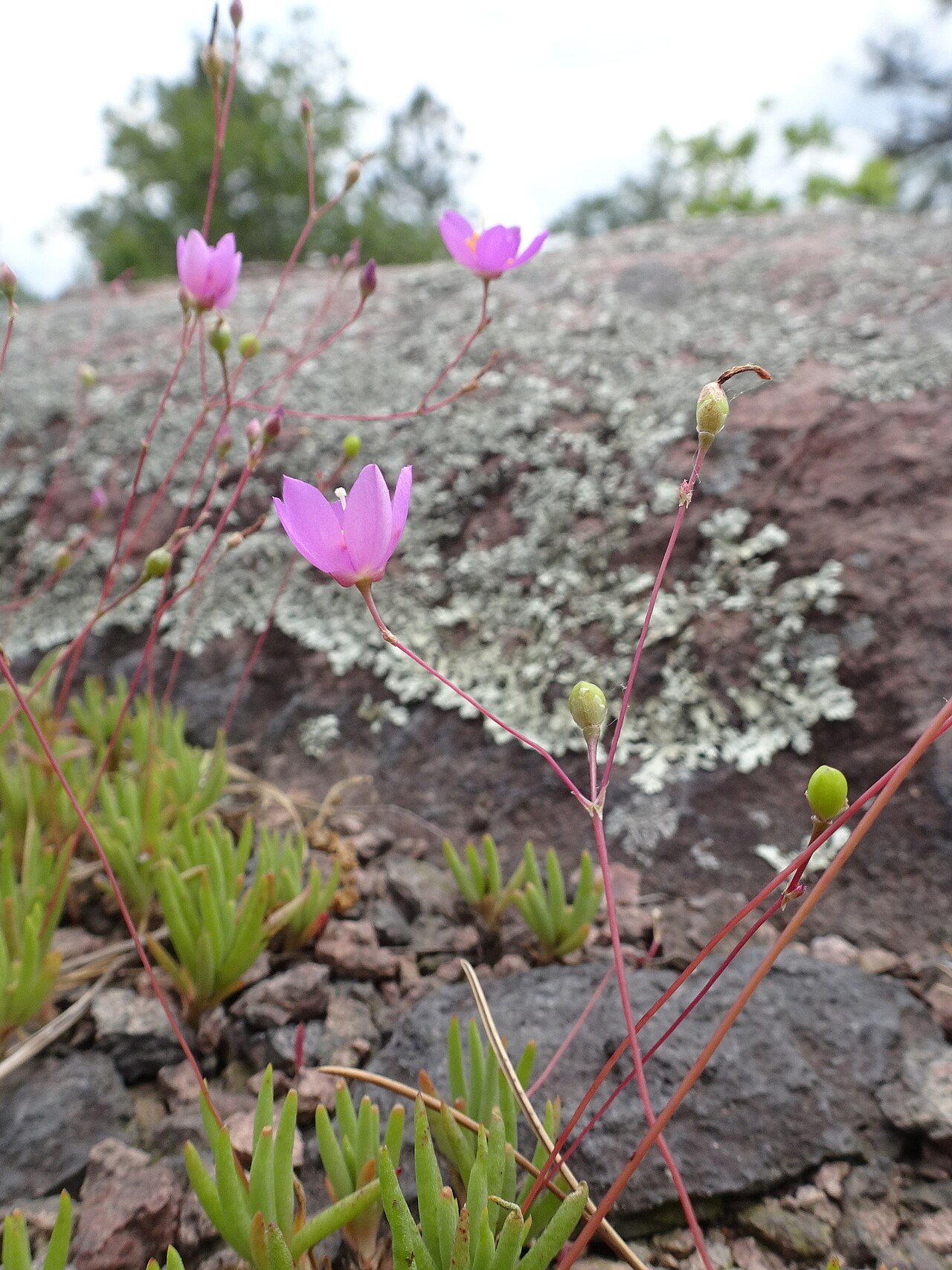 Largeflower fameflower: Large-flowered fameflower ( Phemeranthus calycinus ) in the United States