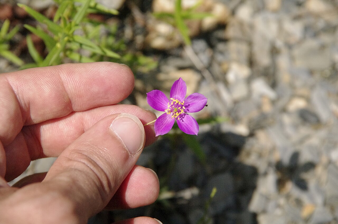 Largeflower fameflower: Large-flowered fameflower ( Phemeranthus calycinus ) in the United States