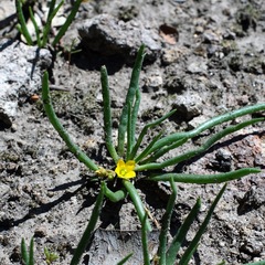 Pinos Altos fameflower (Phemeranthus humilis)